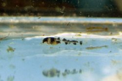 Gastrodermus guapore
