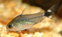 Gastrodermus hastatus - Click for species page
