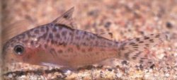 Gastrodermus mamore