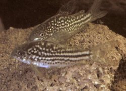 Gastrodermus napoensis