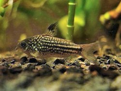 Gastrodermus napoensis