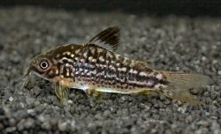 Gastrodermus napoensis