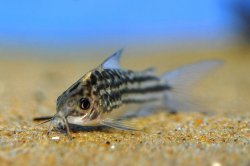 Gastrodermus napoensis