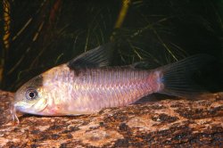 Gastrodermus nijsseni