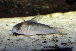 Gastrodermus nijsseni
