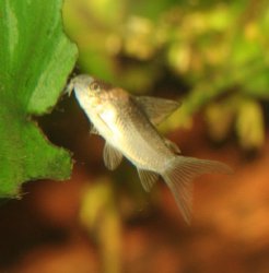 Gastrodermus nijsseni