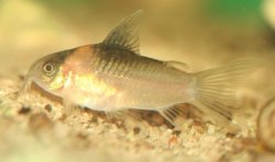 Gastrodermus nijsseni