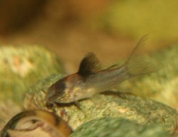 Gastrodermus nijsseni