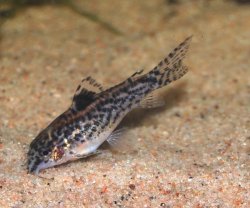 Gastrodermus pauciradiatus