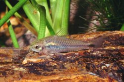 Gastrodermus pygmaeus