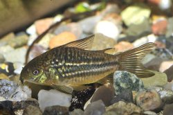Gastrodermus sp. (C088) - Click for species page