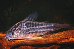 Gastrodermus sp. (C088)