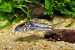 Gastrodermus sp. (C089) - Click for species page