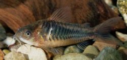 Gastrodermus sp. (C089)