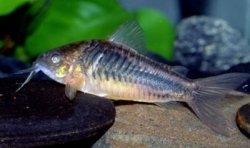 Gastrodermus sp. (C089)