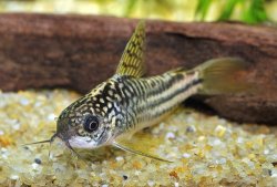 Gastrodermus sp. (C123) - Click for species page