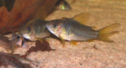 Gastrodermus sp. (C123)