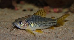 Gastrodermus sp. (C123)