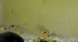 Gastrodermus sp. (C126)