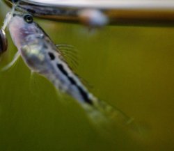 Gastrodermus sp. (C126)
