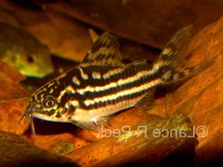 Gastrodermus sp. (C126)