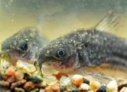 Gastrodermus sp. (C126)