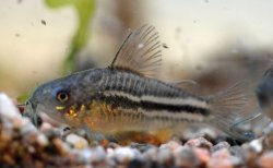 Gastrodermus sp. (C126)