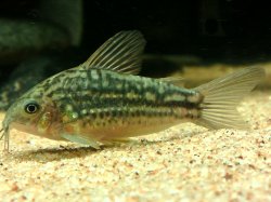Gastrodermus sp. (C132)