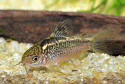 Gastrodermus sp. (Cw008) - Click for species page