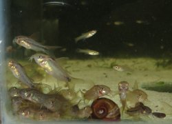 Gastrodermus sp. (Cw008)