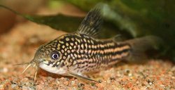 Gastrodermus sp. (Cw018) - Click for species page