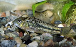 Gastrodermus sp. (Cw019) - Click for species page