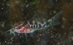 Gastrodermus sp. (Cw022)