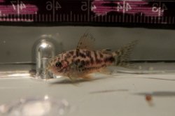 Gastrodermus sp. (Cw022)