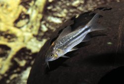 Gastrodermus sp. (Cw029) - Click for species page