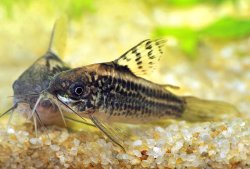 Gastrodermus sp. (Cw044) - Click for species page