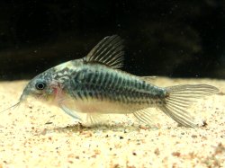 Gastrodermus sp. (Cw044)