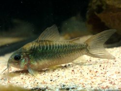 Gastrodermus sp. (Cw044)
