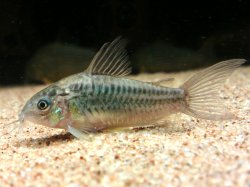 Gastrodermus sp. (Cw044)