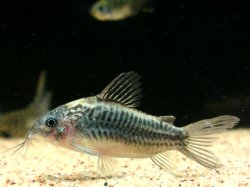 Gastrodermus sp. (Cw044)