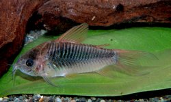 Gastrodermus sp. (Cw048) - Click for species page