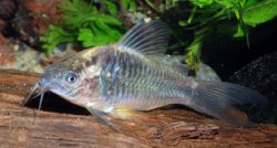 Gastrodermus sp. (Cw056) - Click for species page