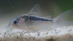 Gastrodermus sp. (Cw064) - Click for species page