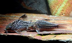 Gastrodermus sp. (Cw131) - Click for species page