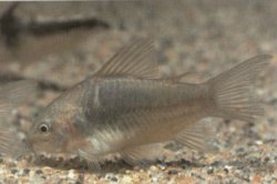 Gastrodermus undulatus