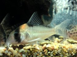 Hoplisoma adolfoi
