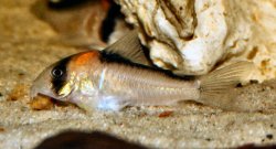 Hoplisoma adolfoi