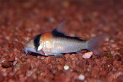 Hoplisoma adolfoi