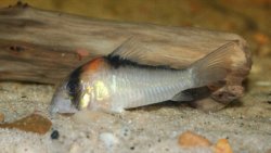 Hoplisoma adolfoi