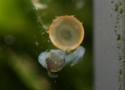 Hoplisoma adolfoi